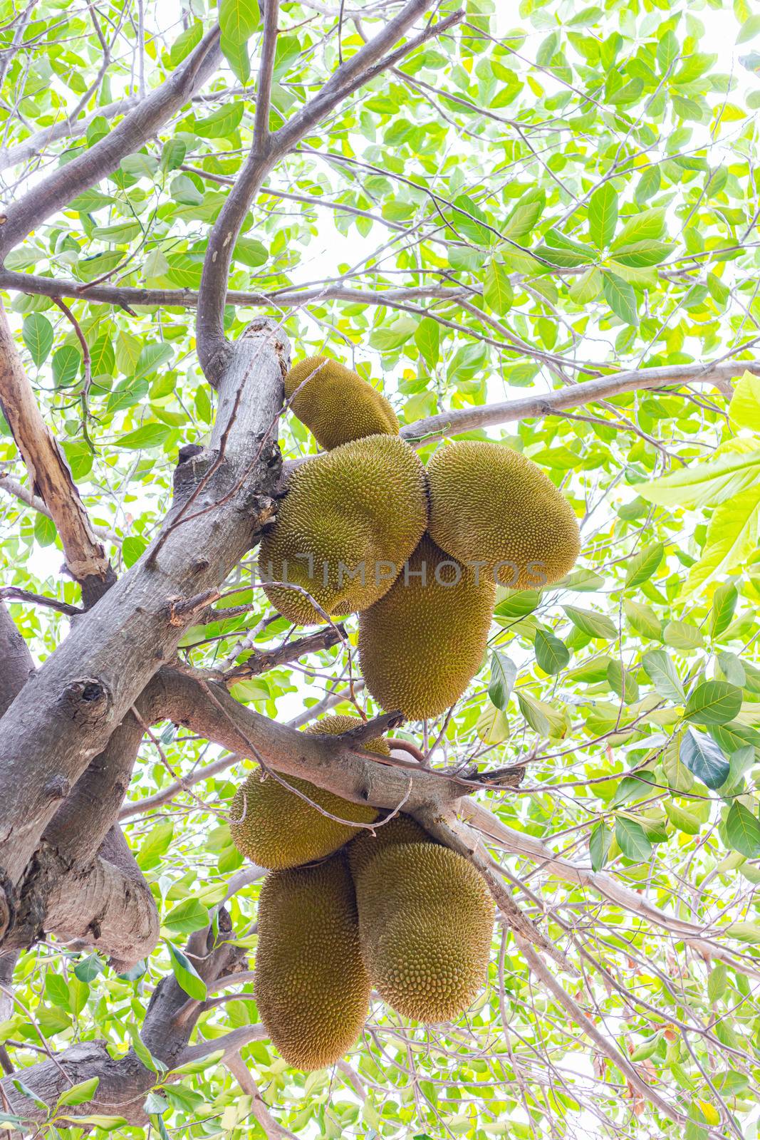 Jackfruit trees have many jackfruit trees on Asian jackfruit tre by Phonrat