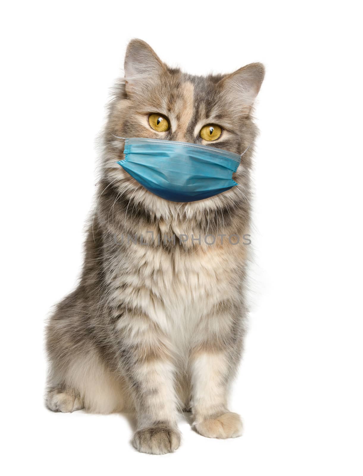 Adorable calico cat wearing a covid-19 face mask