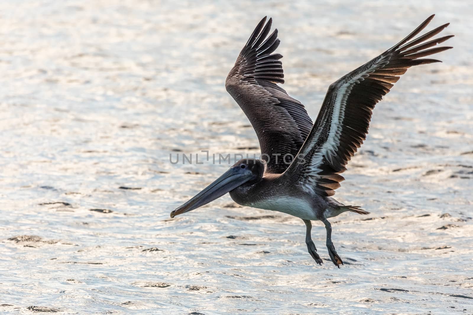 Pelican flying from the water surface, near Carriacou island, Gr by ambeon
