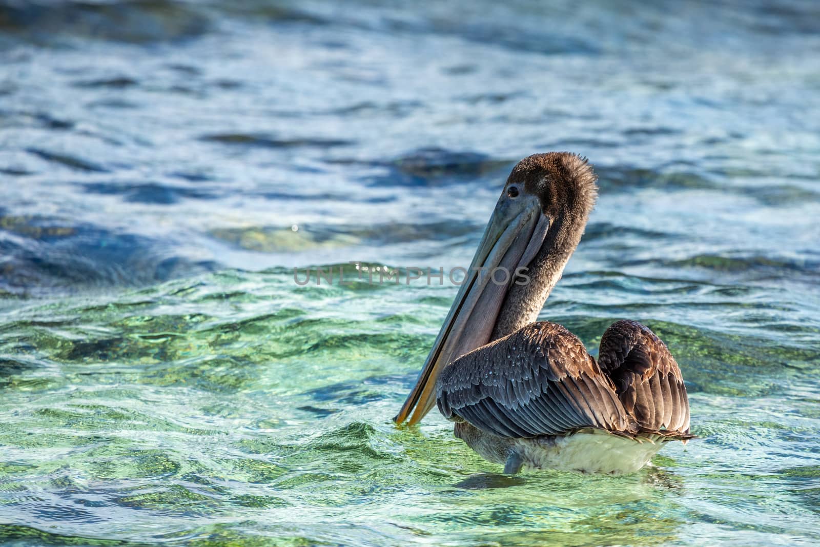 Brown pelican drifting on the sea surface, near Carriacou island, Grenada, Caribbean sea