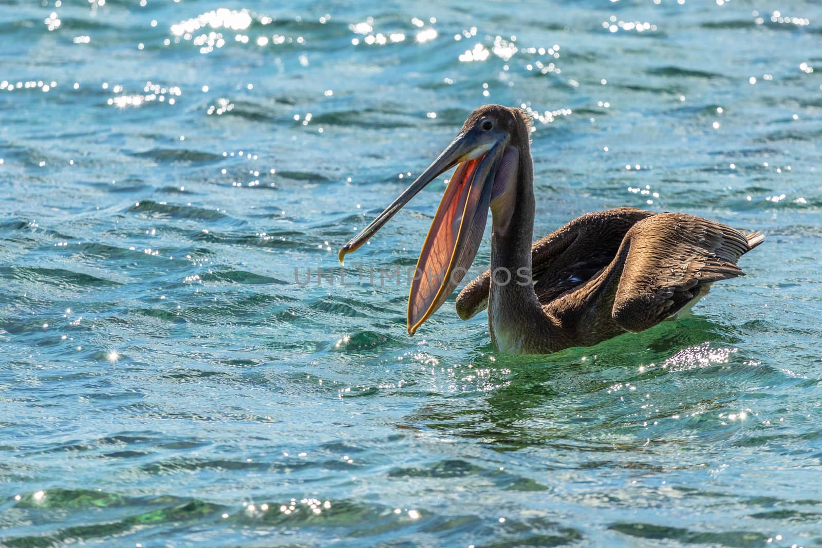 Hungry brown pelican with open beak drifting on the sea surface, near Carriacou island, Grenada, Caribbean sea