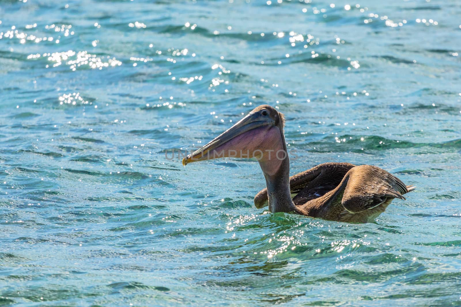 Funny brown pelican drifting on the sea surface, near Carriacou  by ambeon