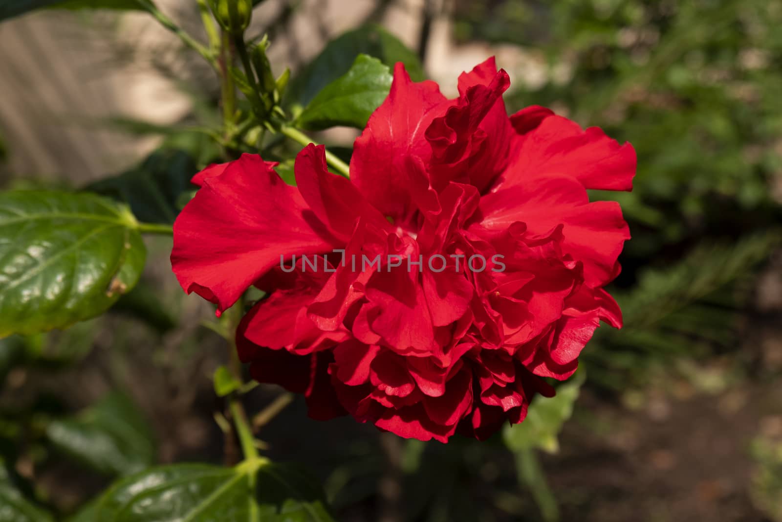 red hibiscus flower isolated in garden by mahesh_2020