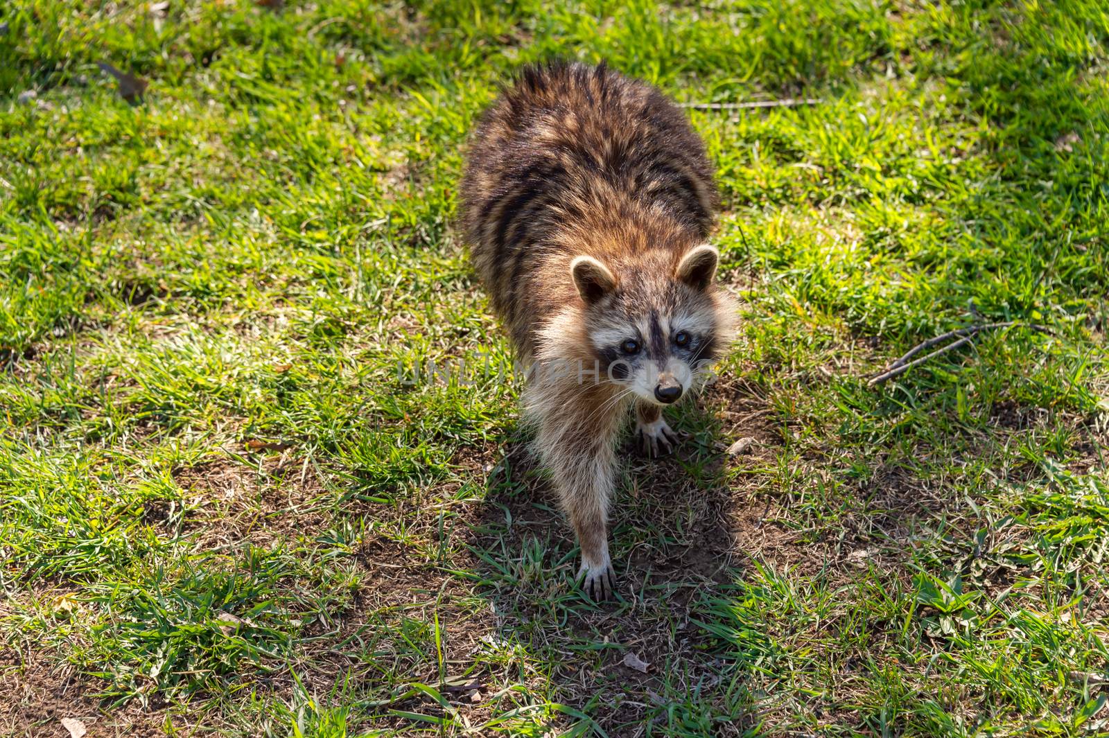 Cute North American raccoon ( Procyon lotor)  in Mount Royal Park, Montreal, Canada.