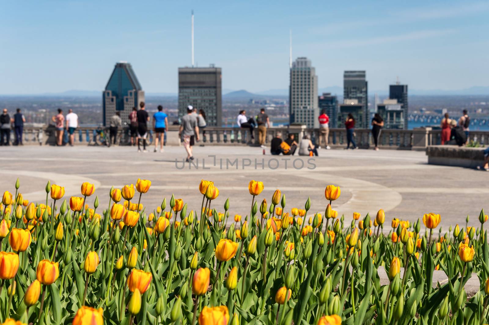 Yellow tulips blooming at top of Mount Royal by mbruxelle