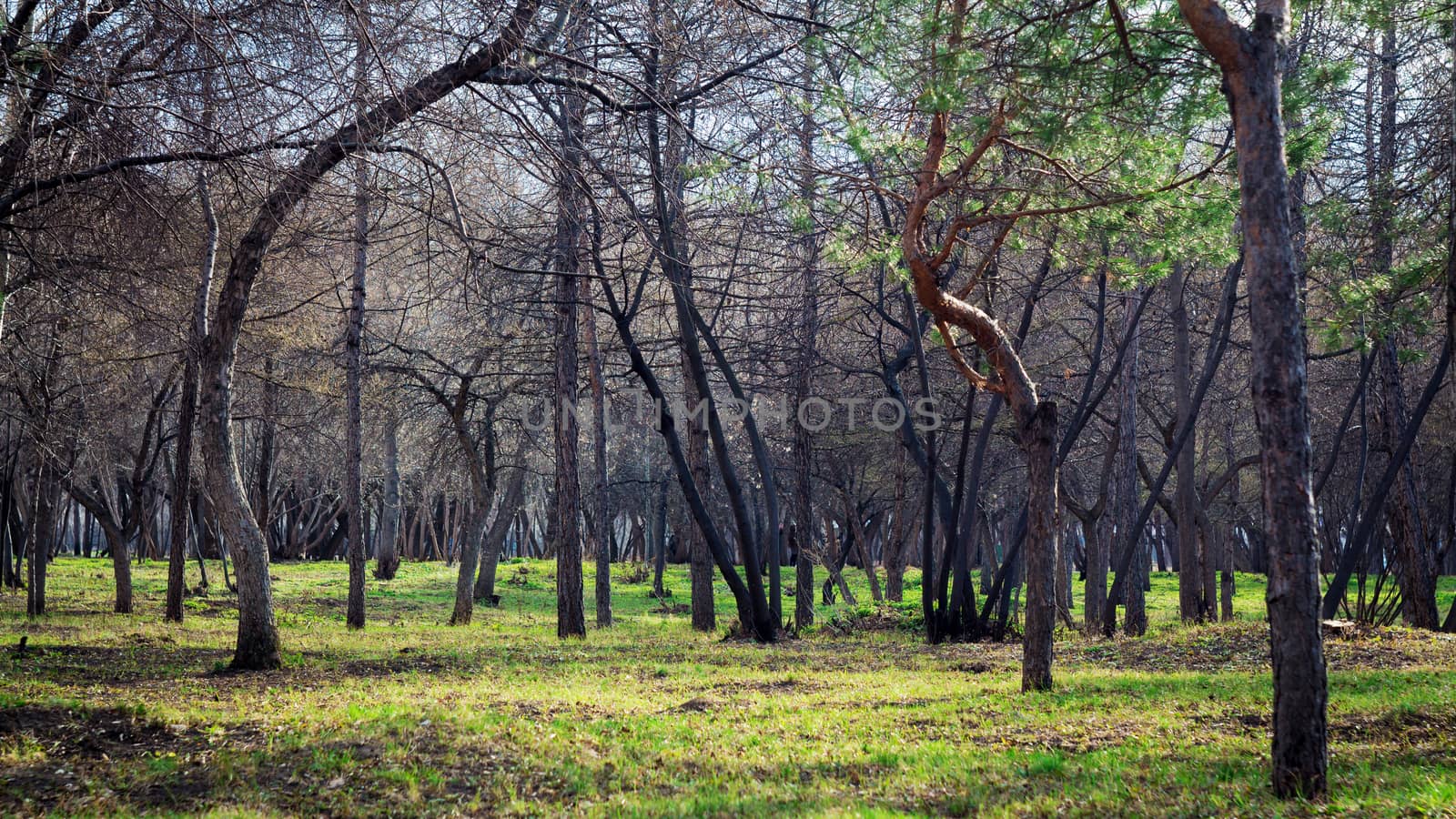 Tree garden. Healthy lifestyle and fresh air. Beautiful nature. Spring, autumn and summer. Walk in the Park on the green grass.