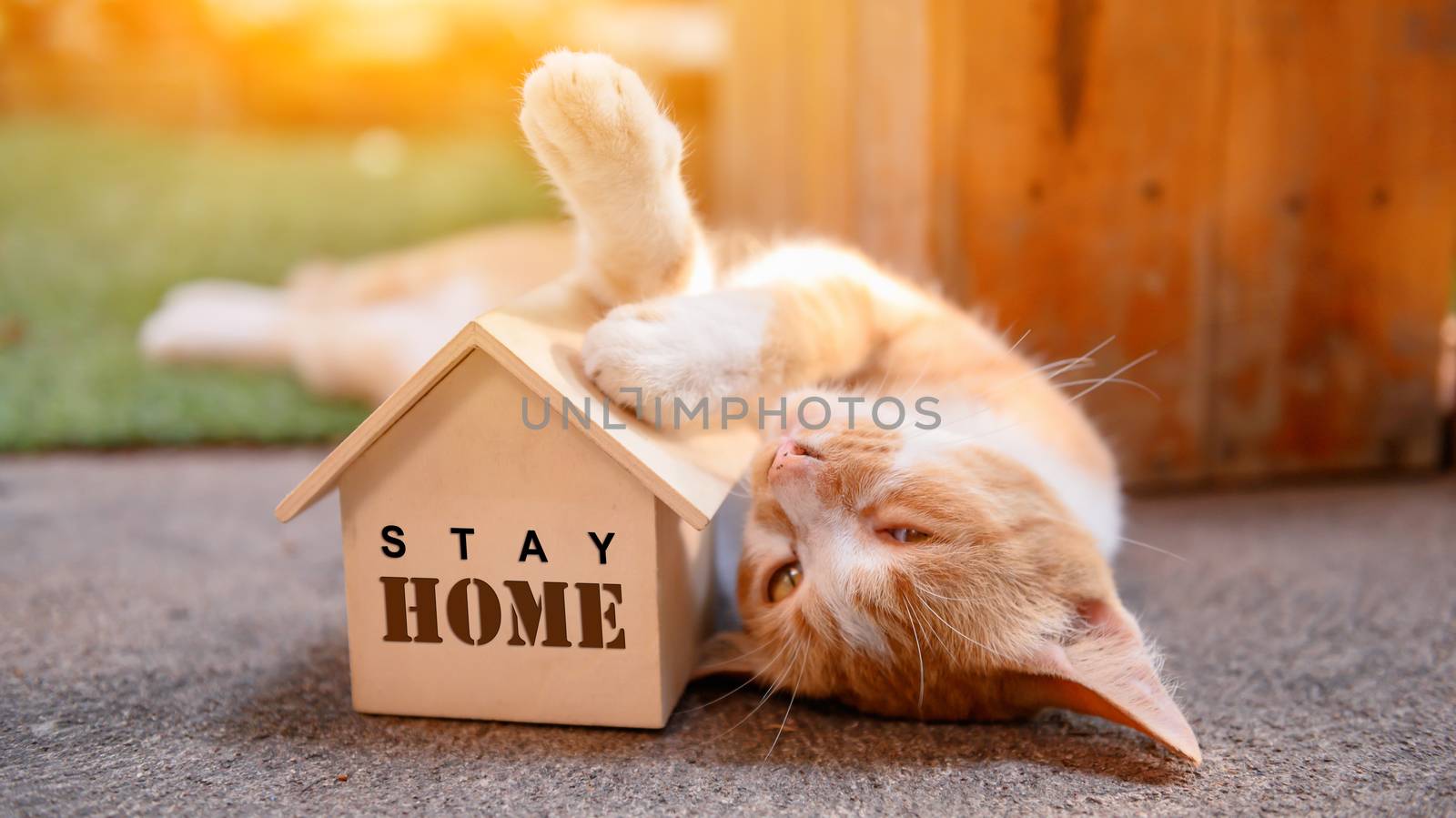 Cat with wooden house. Self-quarantine and stay home during Covid-19. Lovely pet in the garden with toy. Stay home stay safe and social distancing concept.