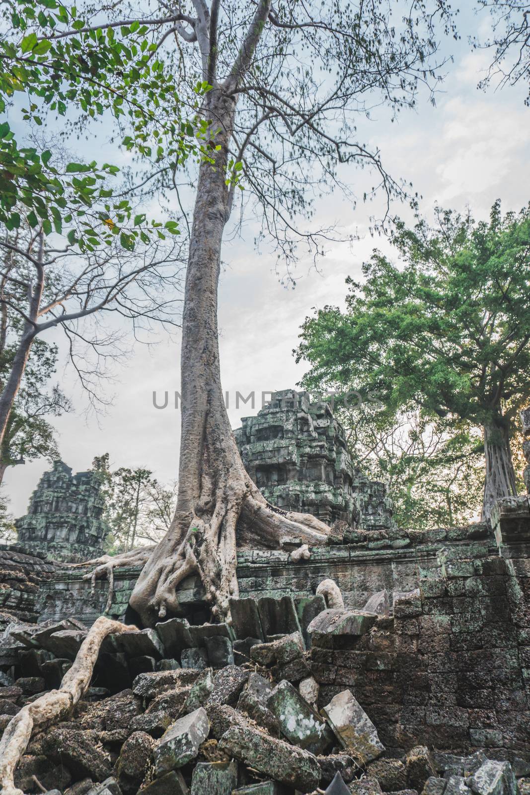 Huge Banyan Tree Ancient Angkor Wat Ruins Panorama Sunrise Asia. Siem Reap, Cambodia 