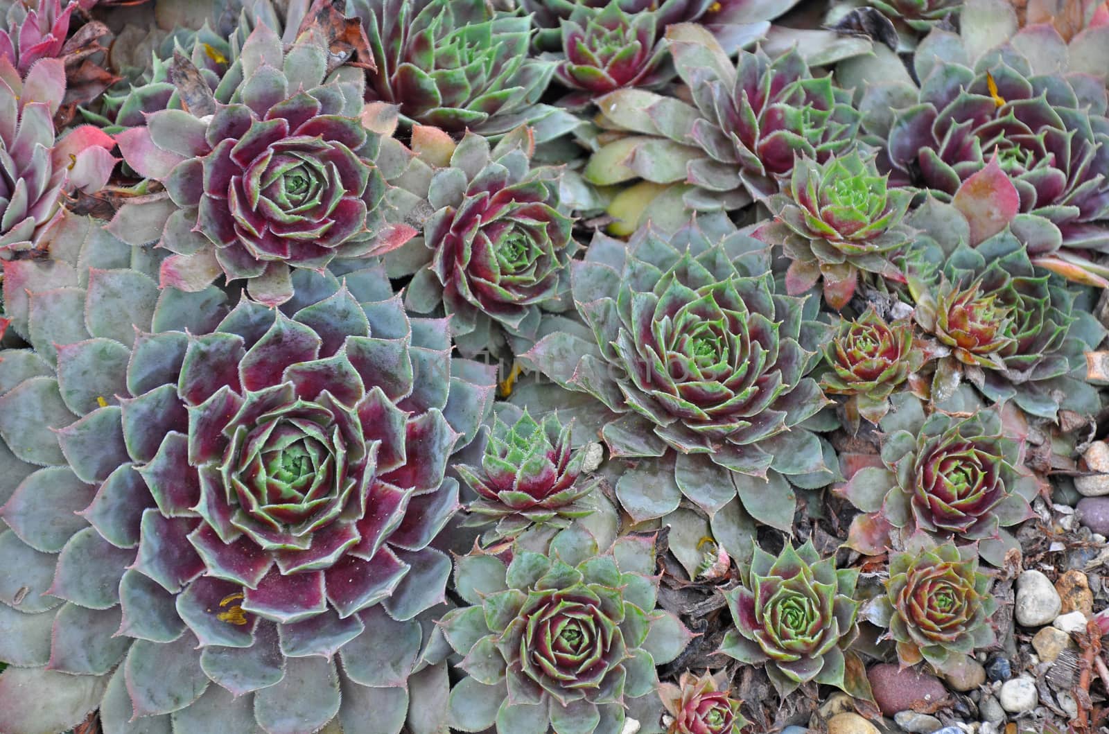 Purple and green hens and chicks plants