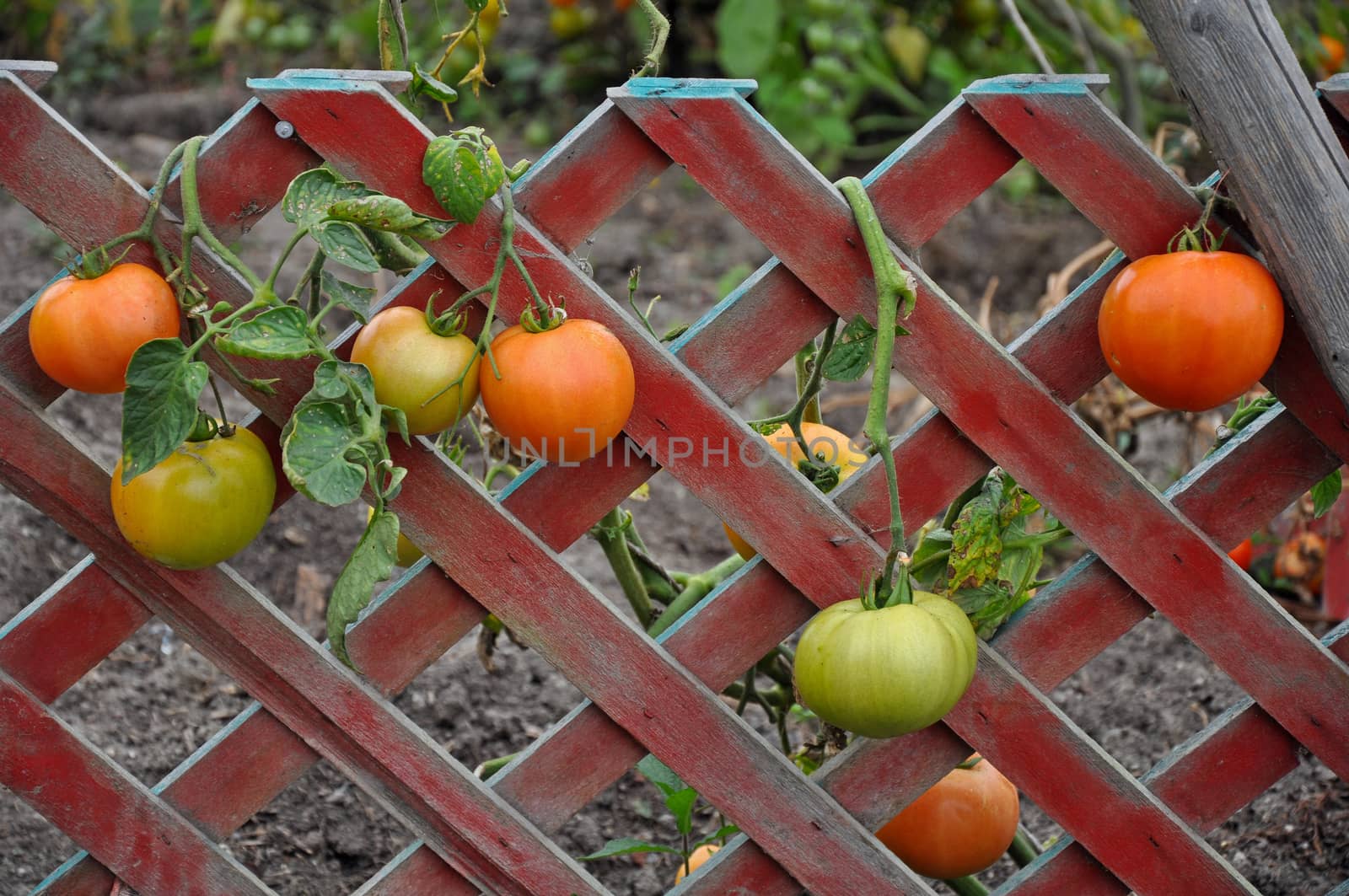 Red and green tomatoes growing on fence ready for harvest