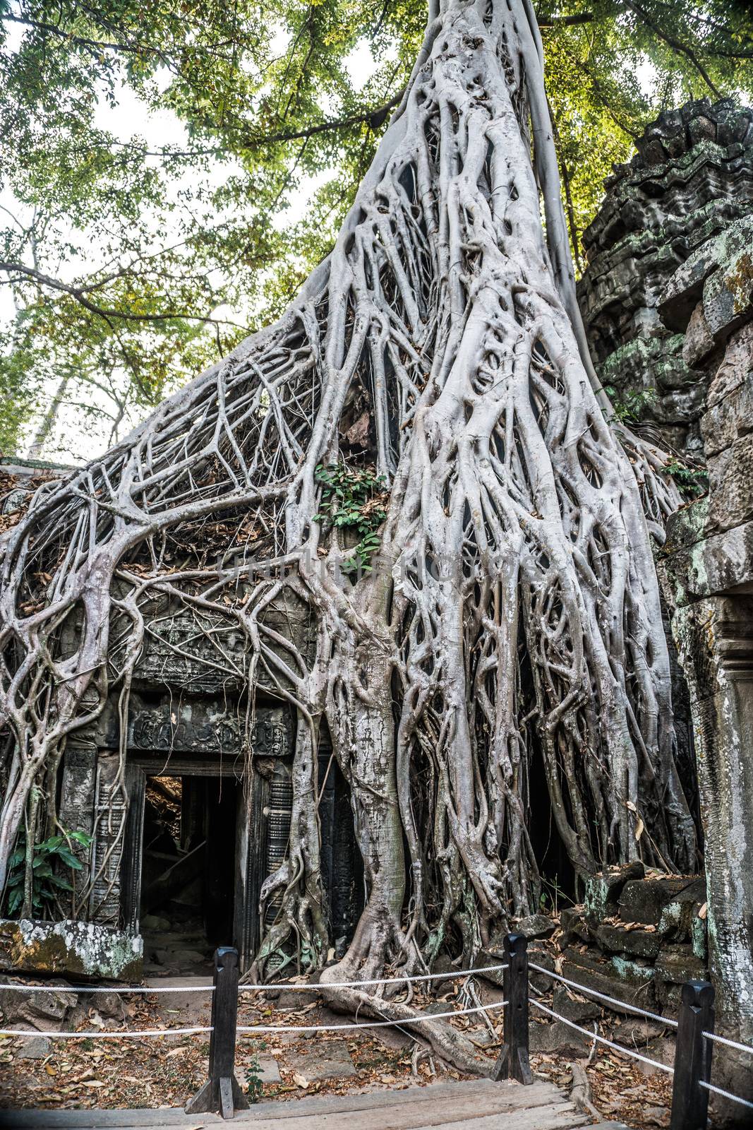 Huge Banyan Tree Ancient Angkor Wat Ruins Panorama Sunrise Asia. Angkor Temples Ta Prohm. Siem Reap, Cambodia 