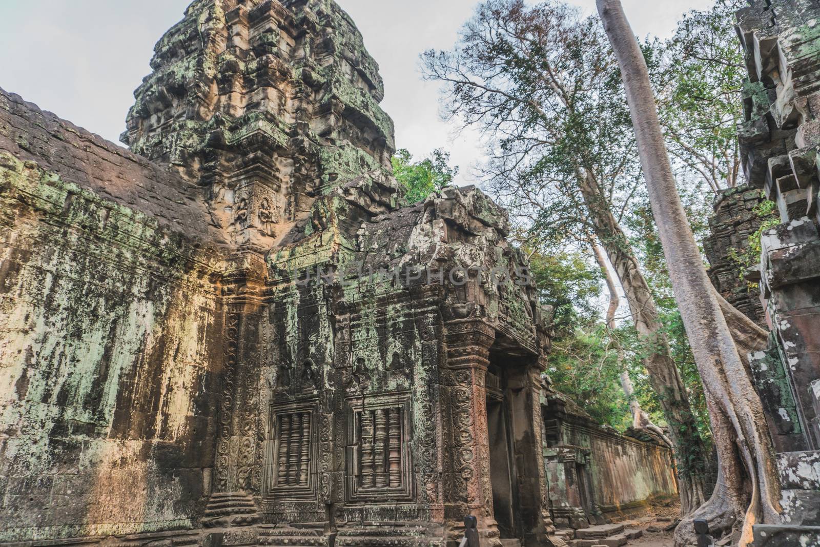 Cambodia Angkor Wat Ta Prohm Temple Tomb Raider Tree Roots Ruins. Angkor Temples Ta Prohm. Siem Reap, Cambodia 