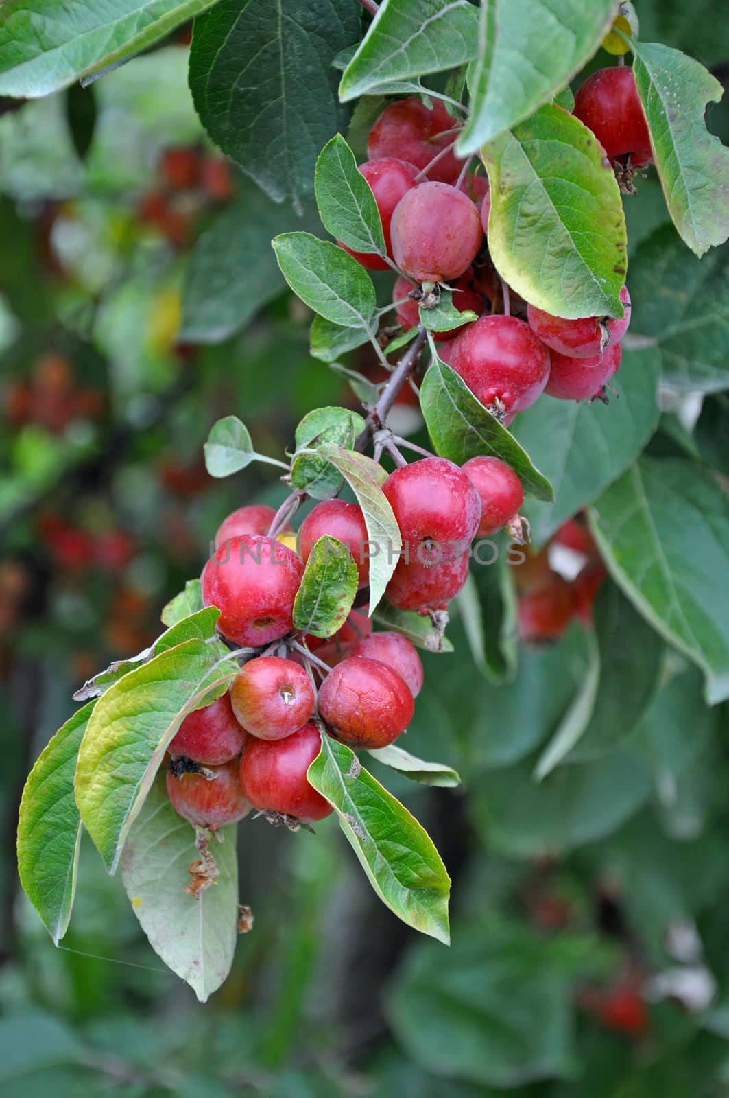 Little red crab apples in autumn ready for picking