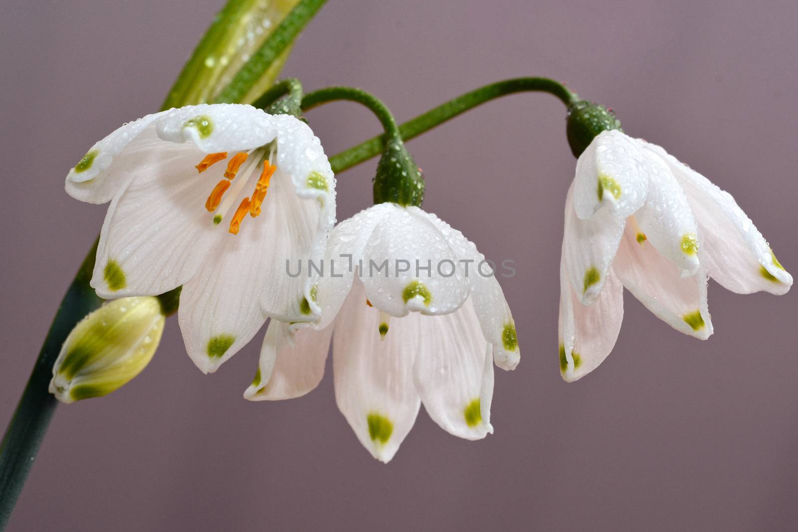 Beautiful white snowdrop flowers covered in raindrops