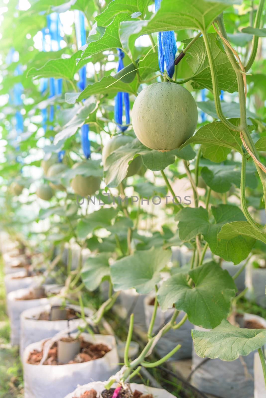 Fresh melon in greenhouse by rukawajung