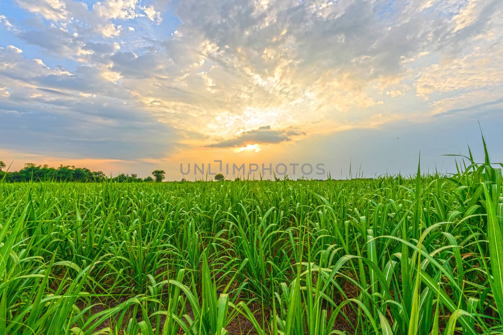 high view of sugar cane in sunset time