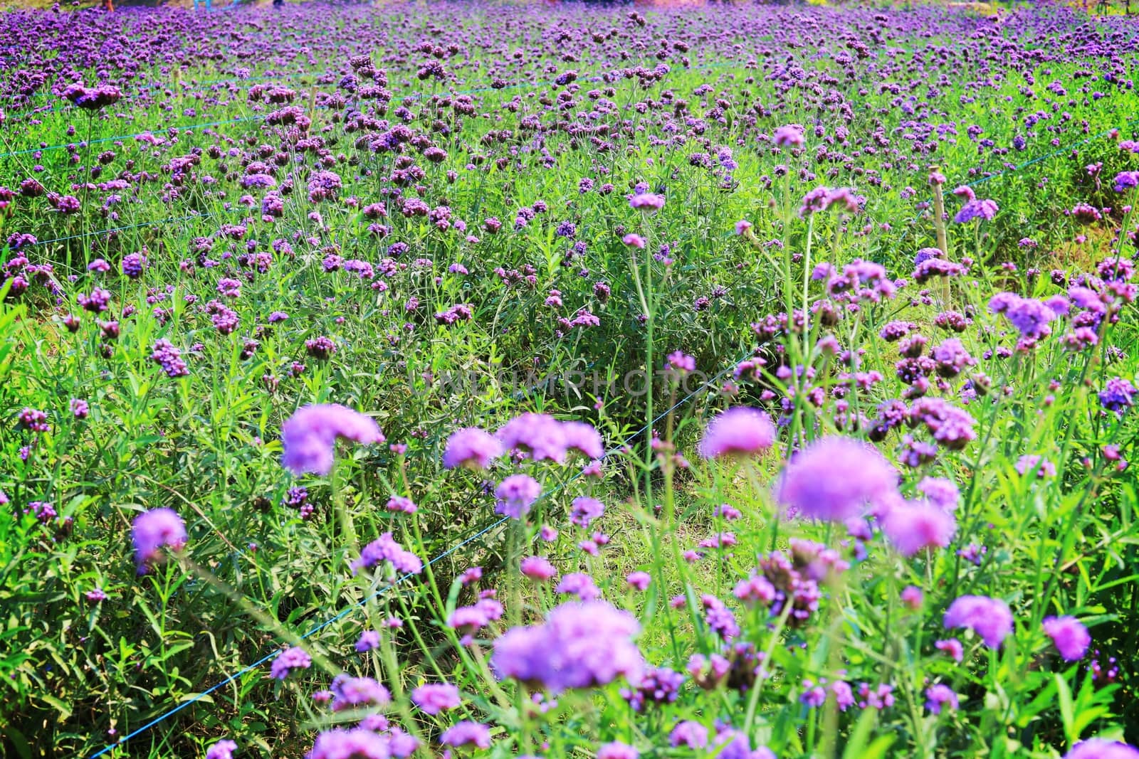 Selective focus of purple Verbena flower blooming in the fields for nature concept