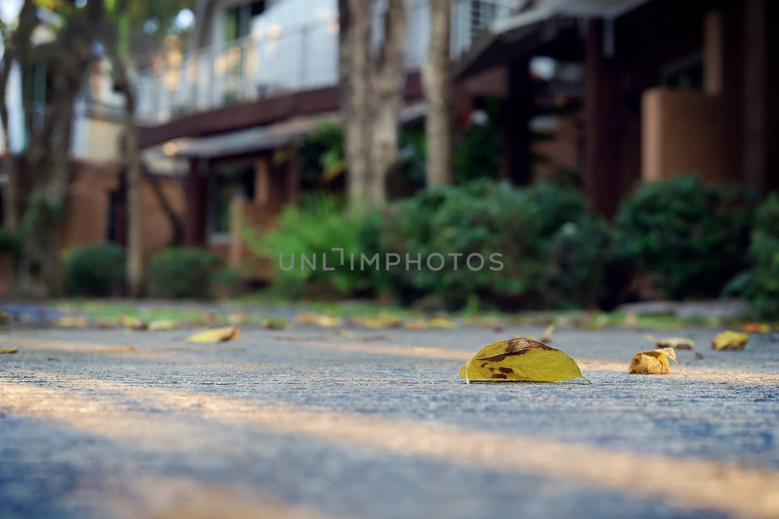 Dry leaf on the road amidst blurred building and green trees background