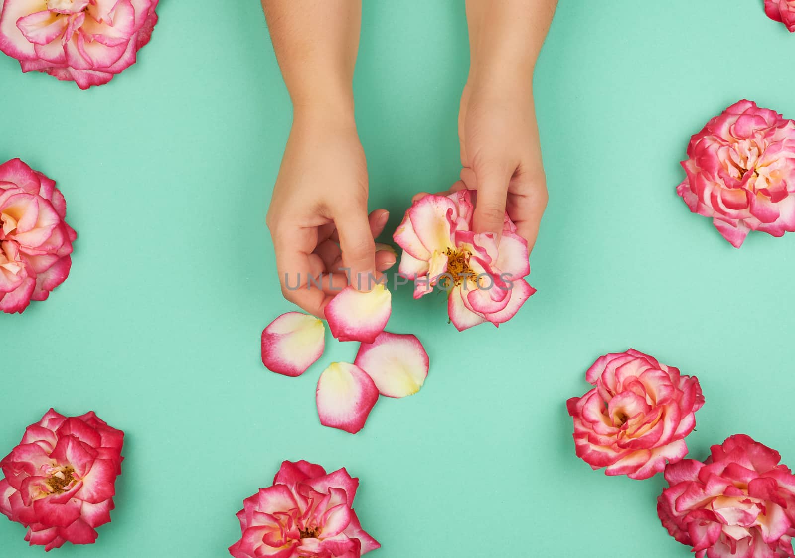 two hands of a young girl with smooth skin and pink rose petals on a green background, top view, fashionable concept for hand skin care