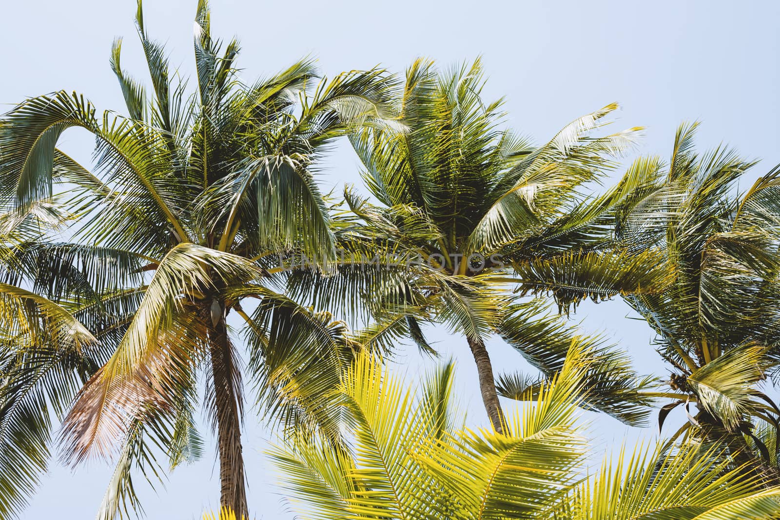 Coconut tree against blue and clear sky background for nature and environment concept