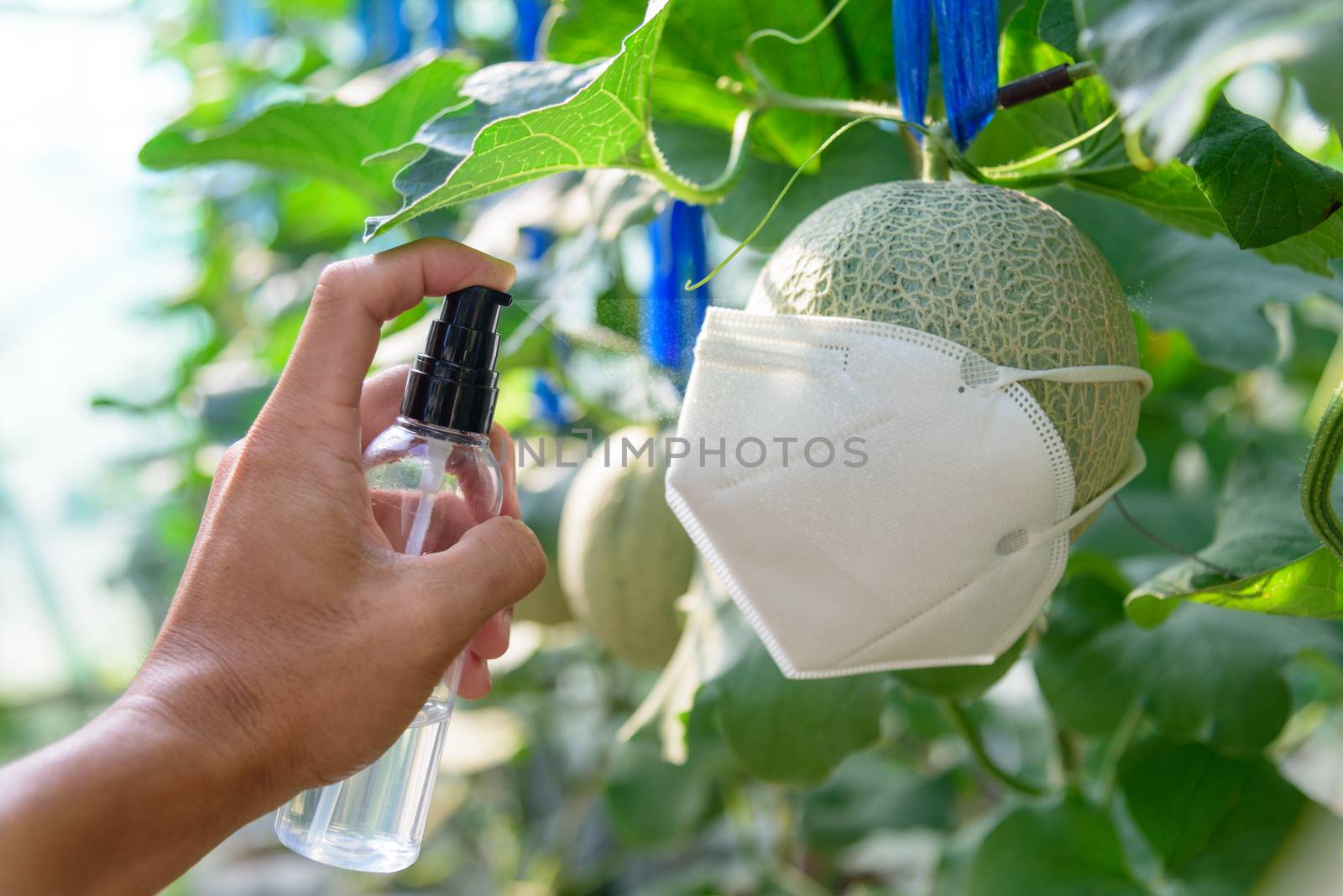 Spraying to cleaning disease fresh green melon by rukawajung