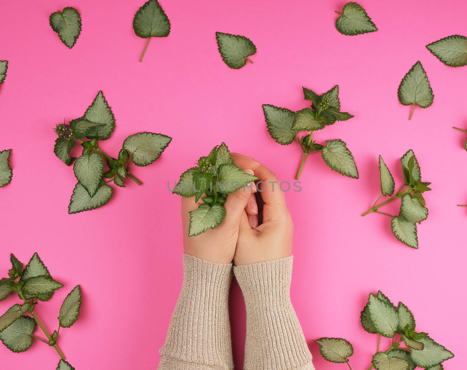 female hands  and fresh green leaves of a plant on a pink background, top view. Concept of natural care cosmetics for skin against wrinkles and aging