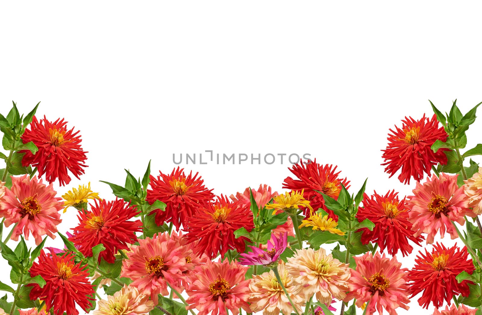 bouquet of yellow, pink, red buds of blooming zinnia isolated on white background, festive backdrop