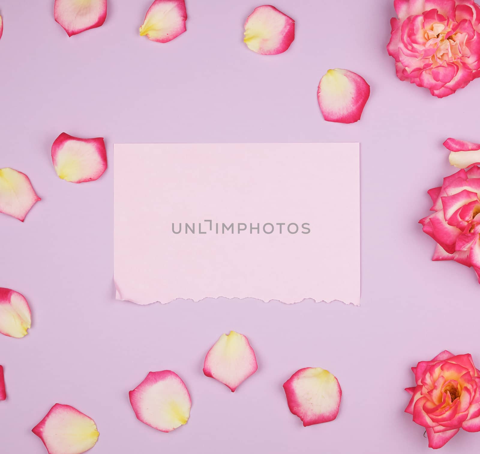 empty pink paper sheet and buds of pink roses, festive background, copy space