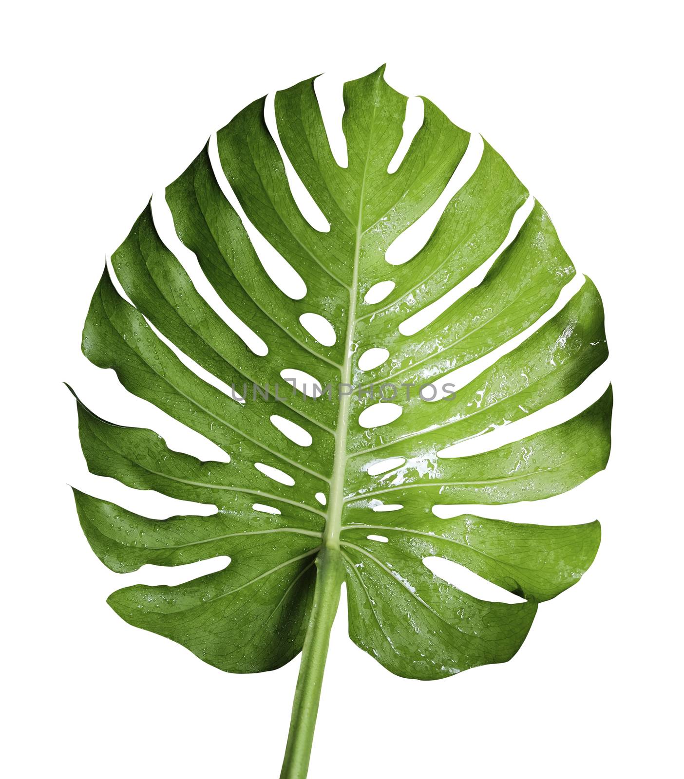 Monstera deliciosa or swiss cheese plant tropical leaf and water drop isolated on white background with clipping path