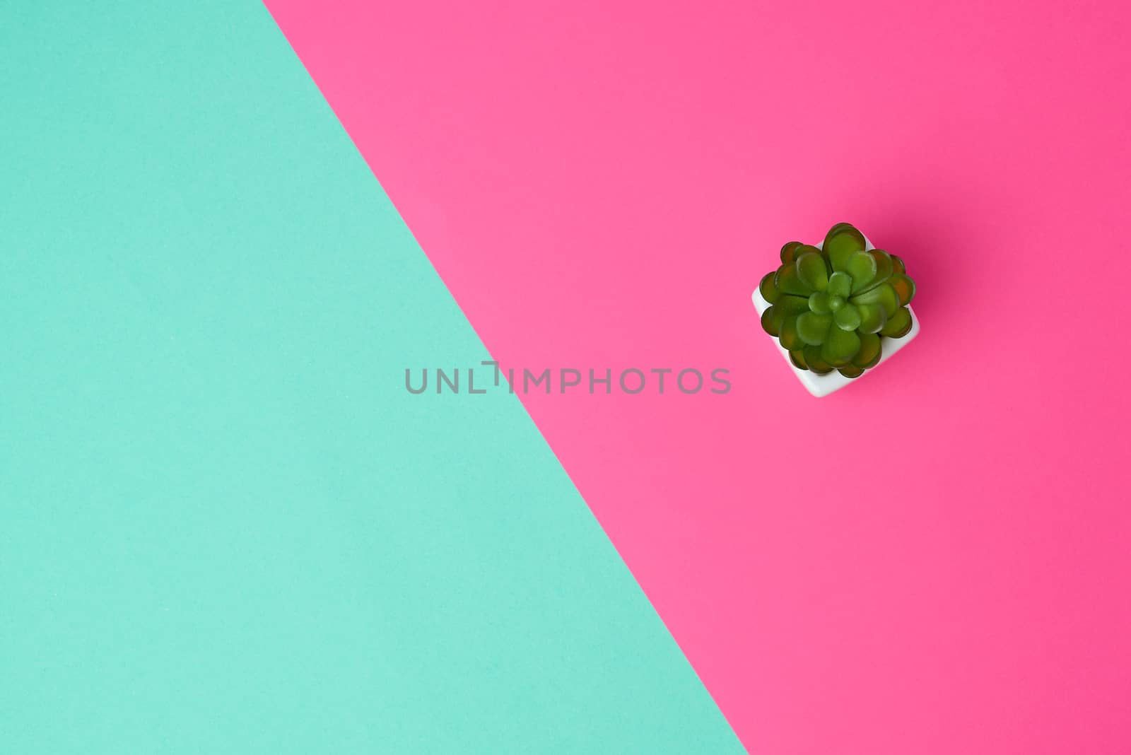 white ceramic pot with plant on a pink green background, copy space, top view