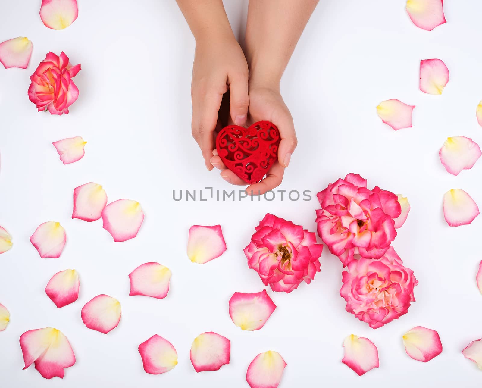 female hands hold red heart, white background with pink rose petals, top view, holiday backdrop 