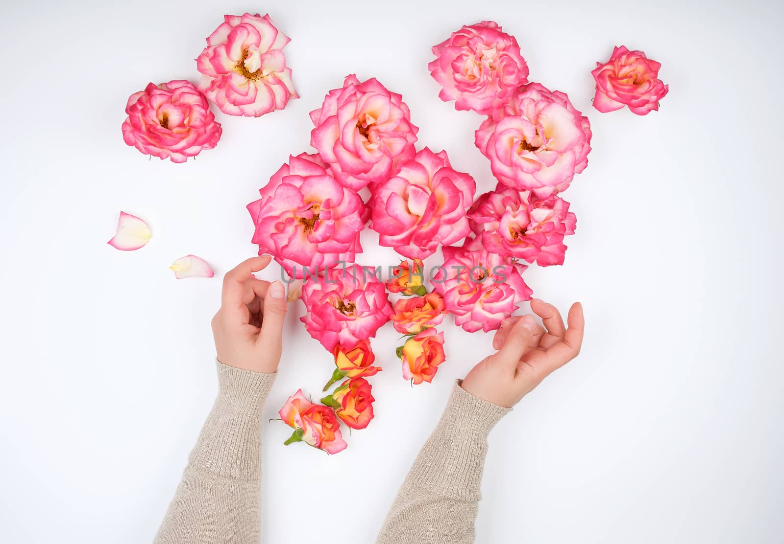 two hands of a young girl with smooth skin and pink rose petals on a white background, top view, fashionable concept for hand skin care
