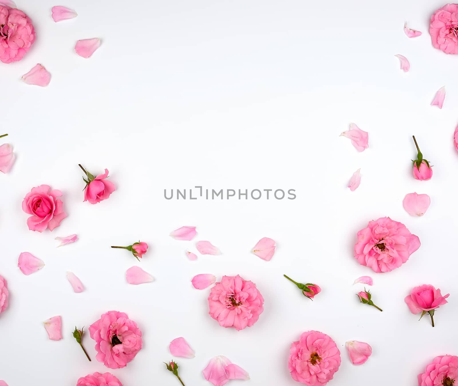 blooming buds of pink roses on a white background, top view, full frame, flat lay, copy space