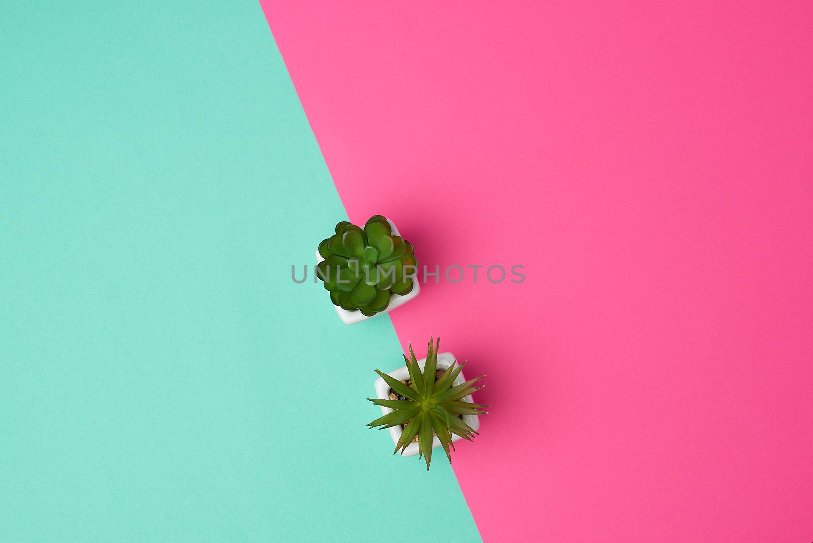 two ceramic pots with plants on a pink green background, copy space, top view