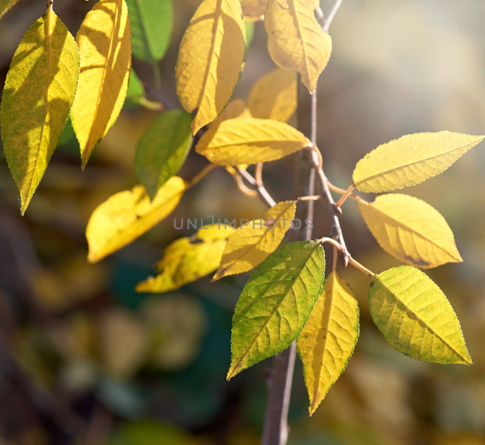 cherry branch with green and yellow leaves in autumn sunny day, selective focus