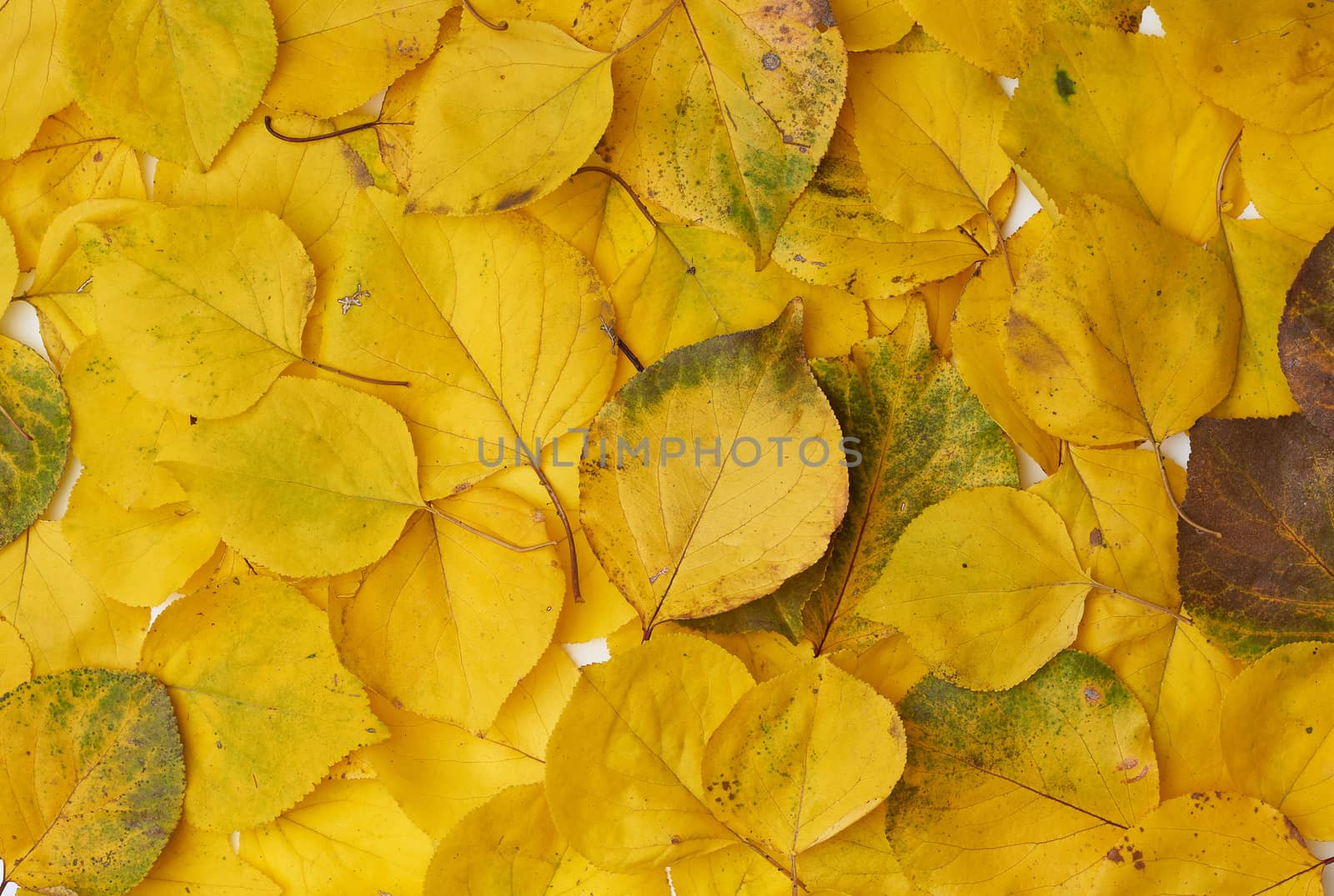 many yellowed dry apricot leaves, full frame, autumn backdrop, copy space