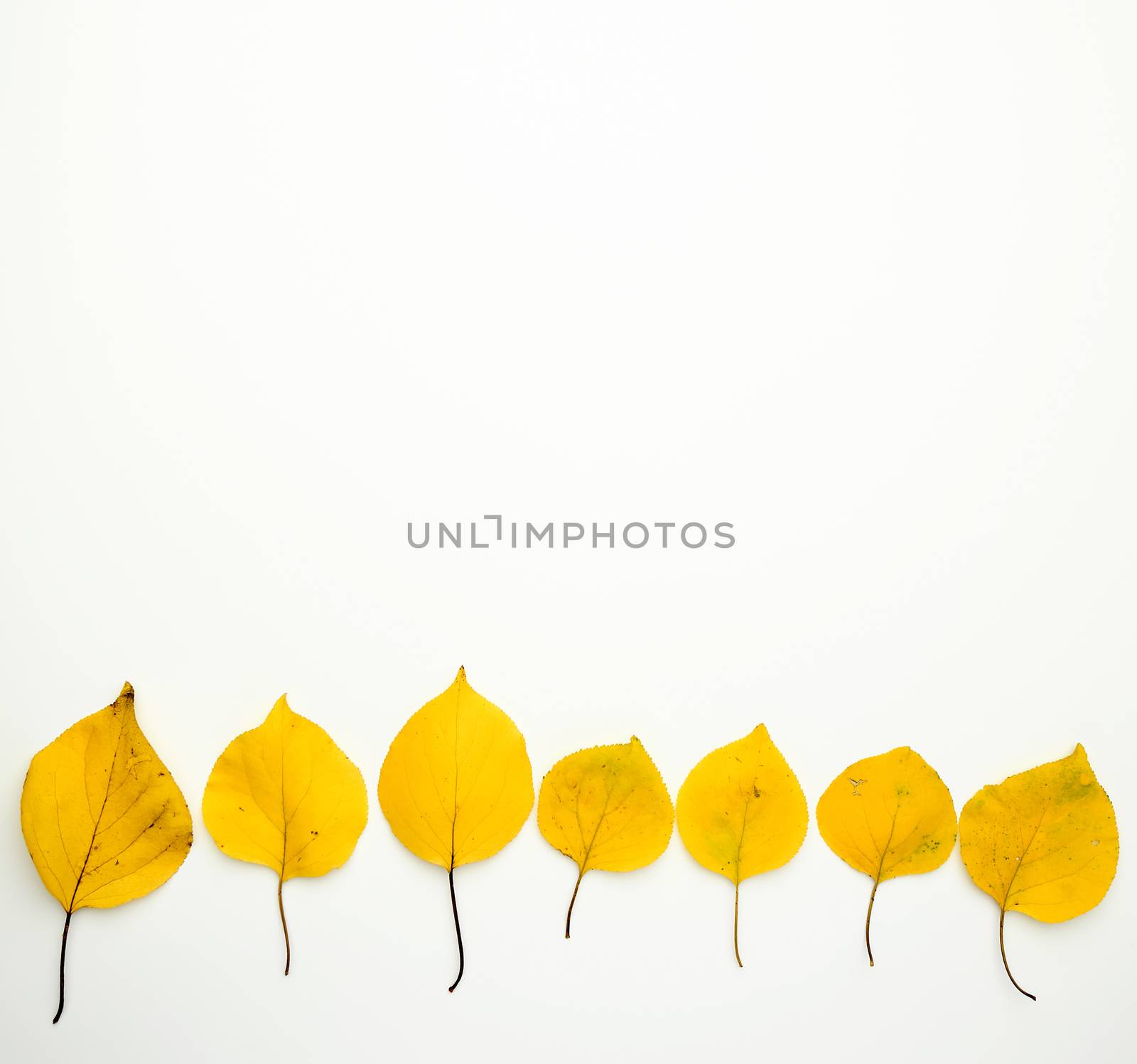 yellow dried apricot leaves on a white background, autumn backdrop, copy space