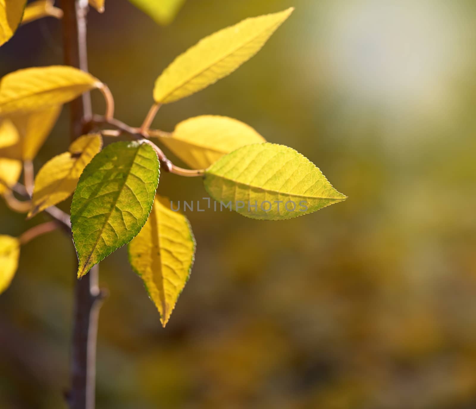 cherry branch with green and yellow leaves in autumn sunny day, selective focus