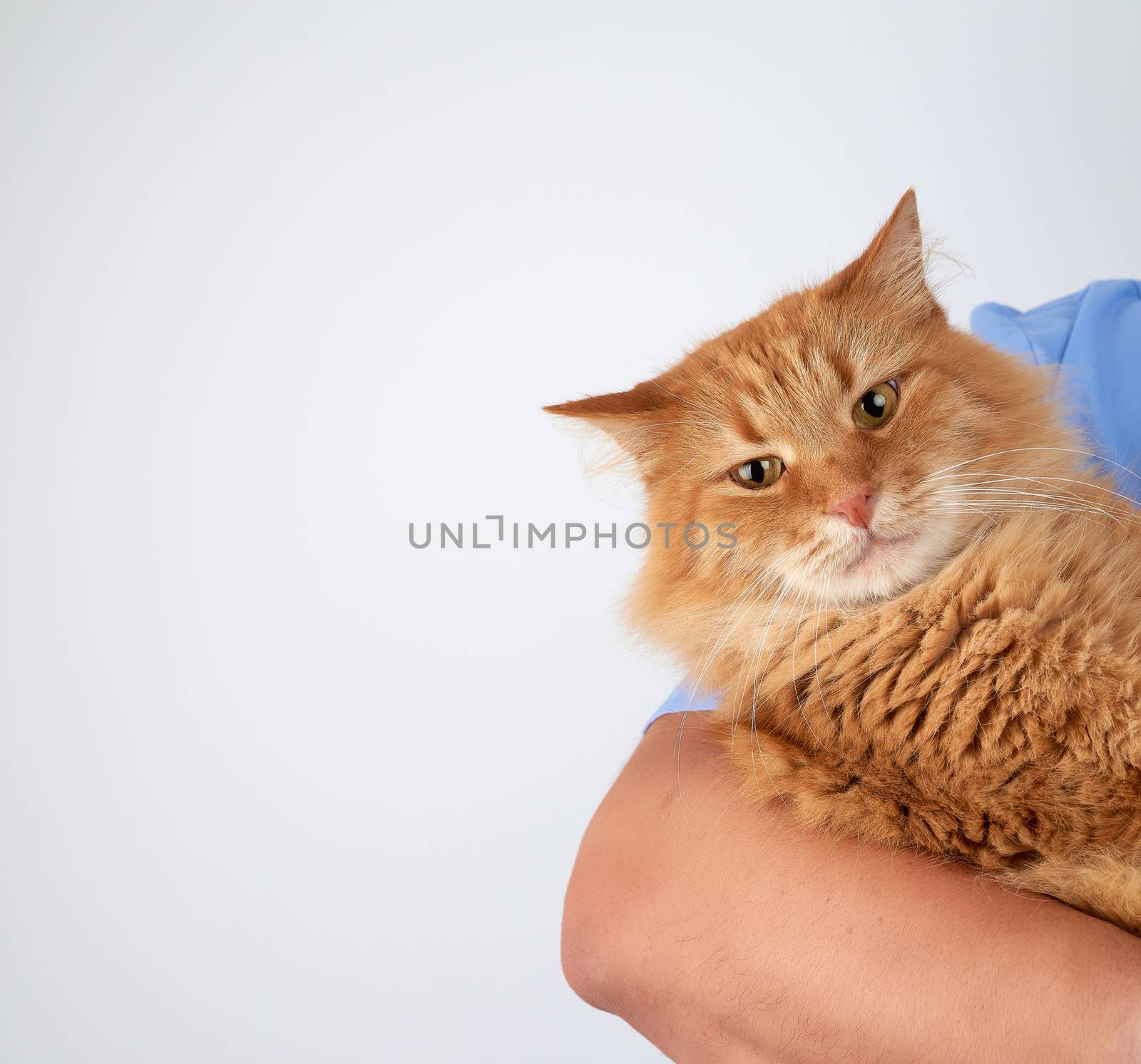 portrait of an adult cat, animal hold by hand on a white background