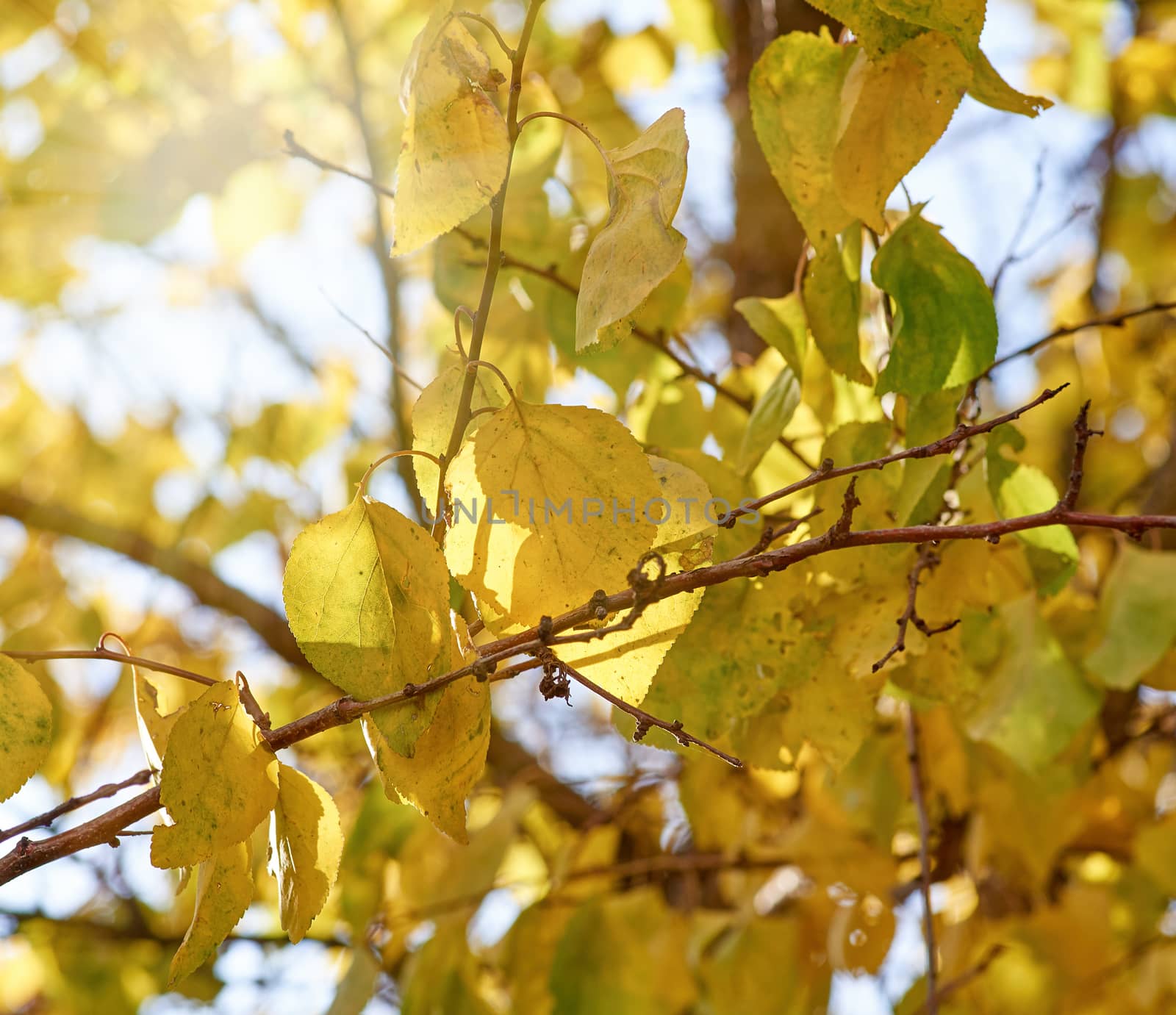 apricot tree branch with green and yellow leaves, close up