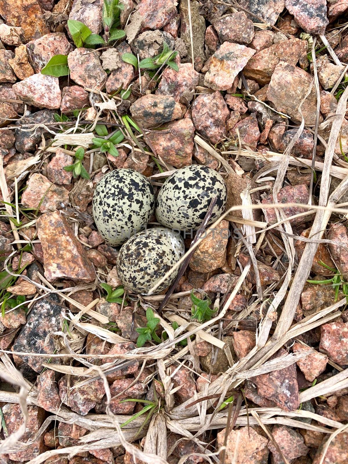 Killdeer or Charadrius vociferus Nest in the wild by dcwcreations