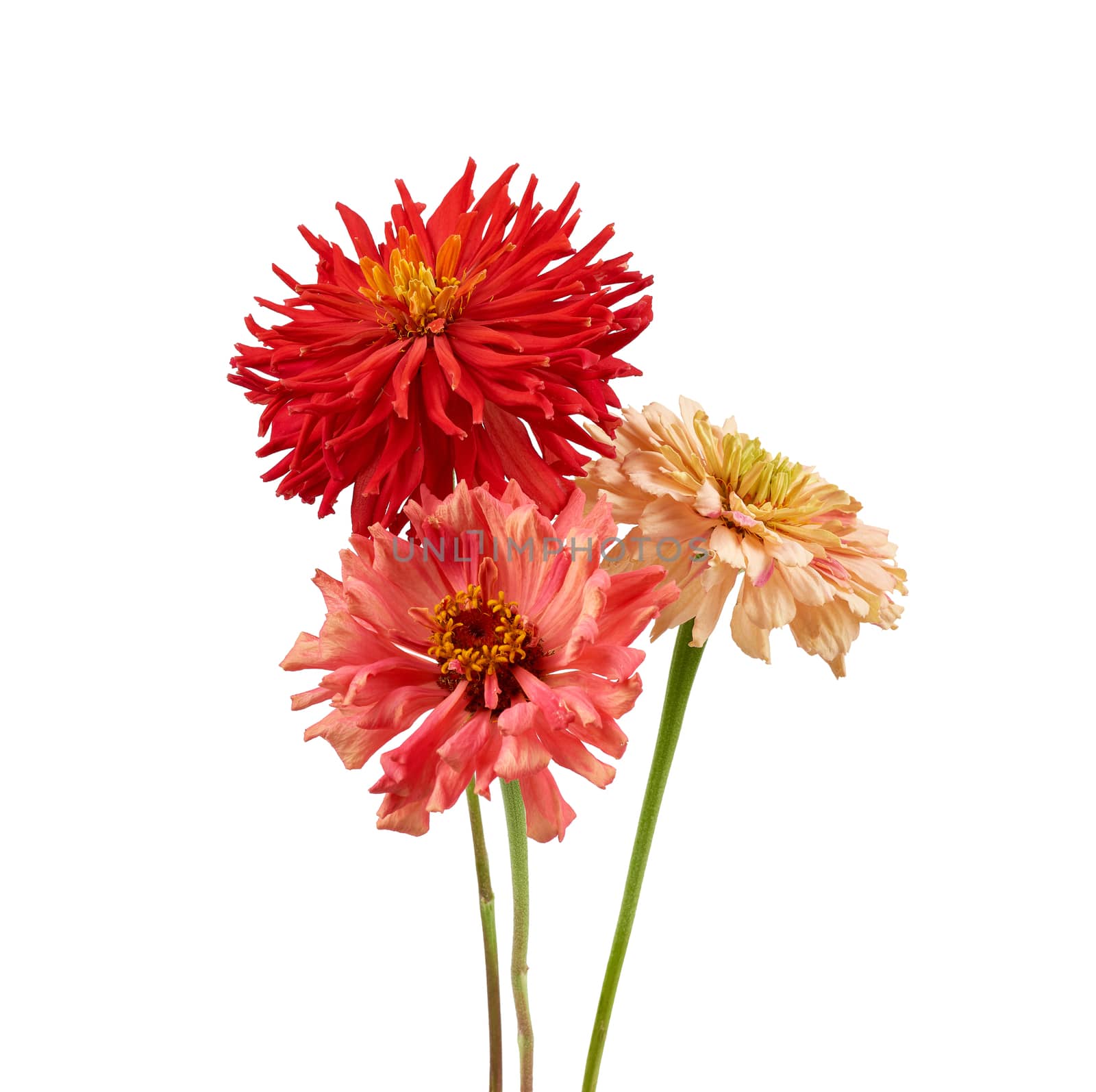 pink, red blooming zinnia buds on a green stem isolated on a white background, close up