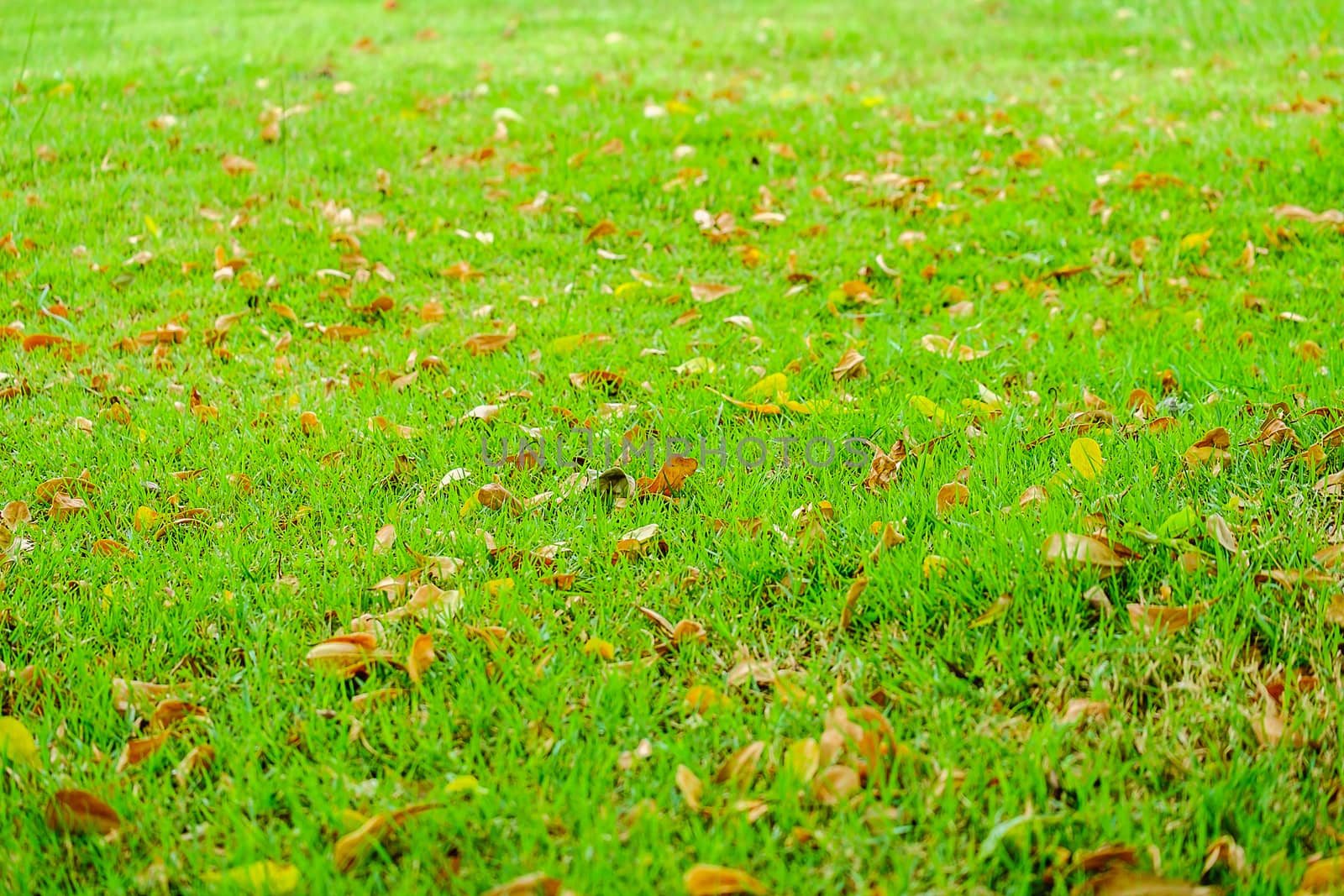 Green grass with dry leaves falling on