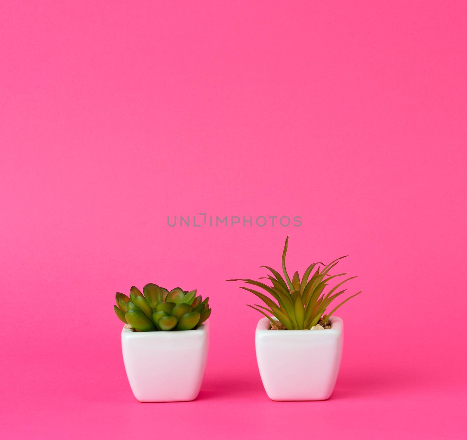 two ceramic pots with plants on a pink background, copy space