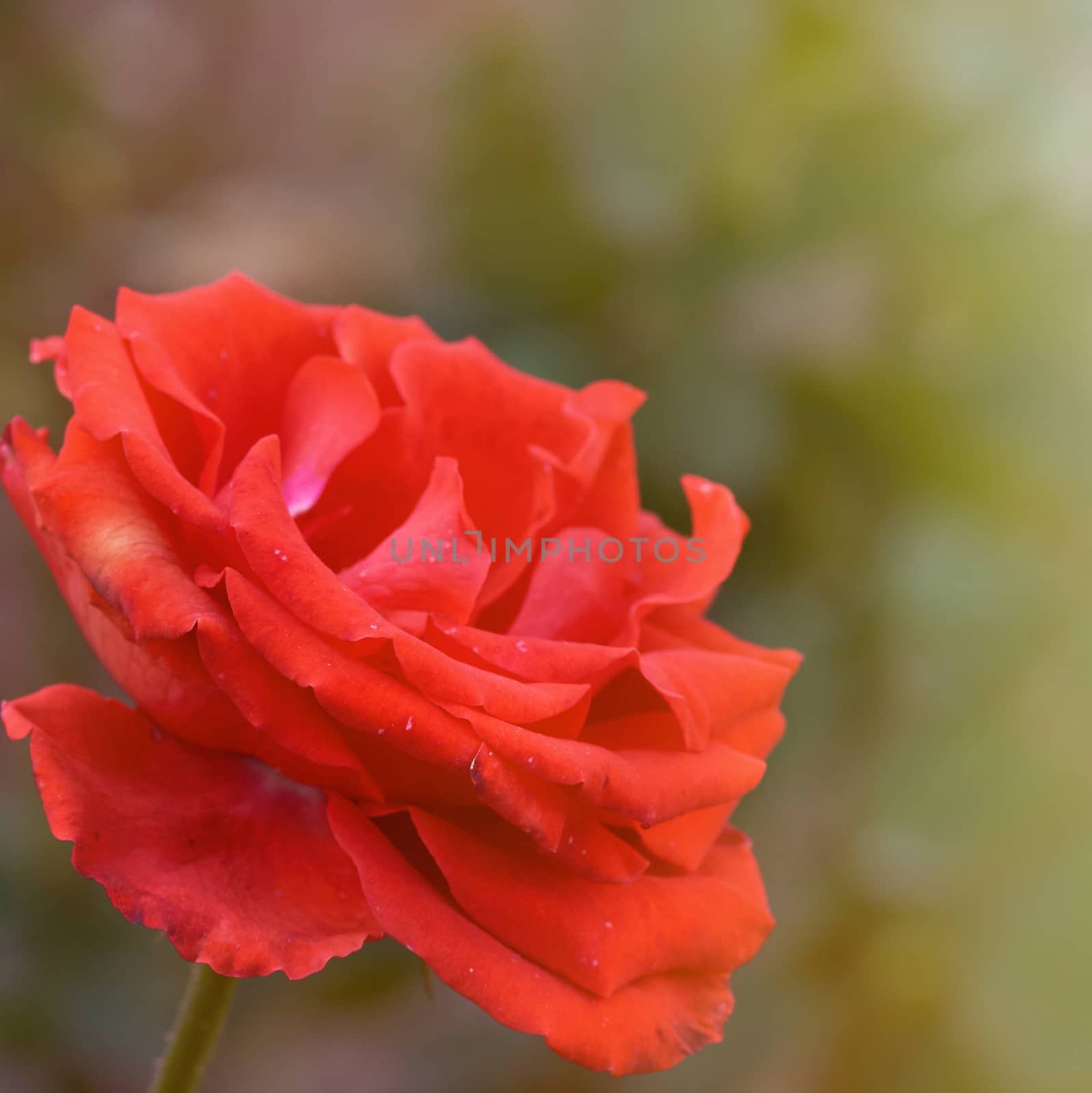 buds of pink blooming roses in the garden, green background, close up