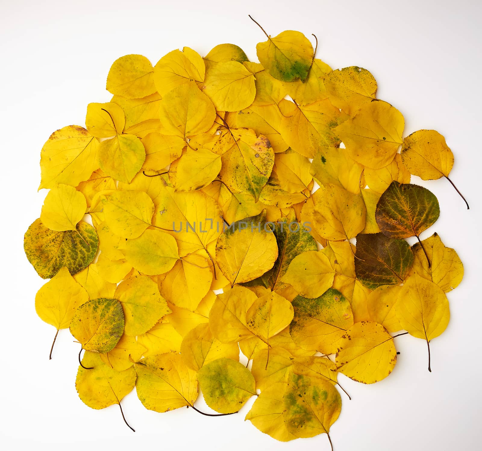 many yellowed dry apricot leaves, autumn backdrop, laid out in the shape of a circle, copy space