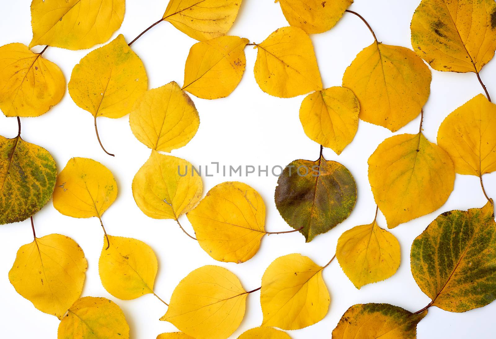 yellow dried apricot leaves on a white background, copy space