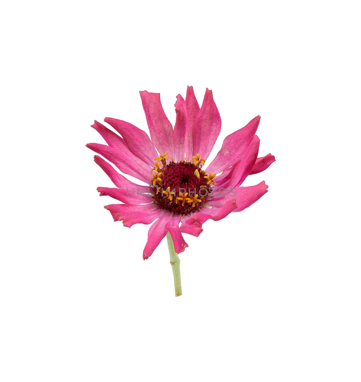 pink bud of blooming zinnia isolated on white background by ndanko