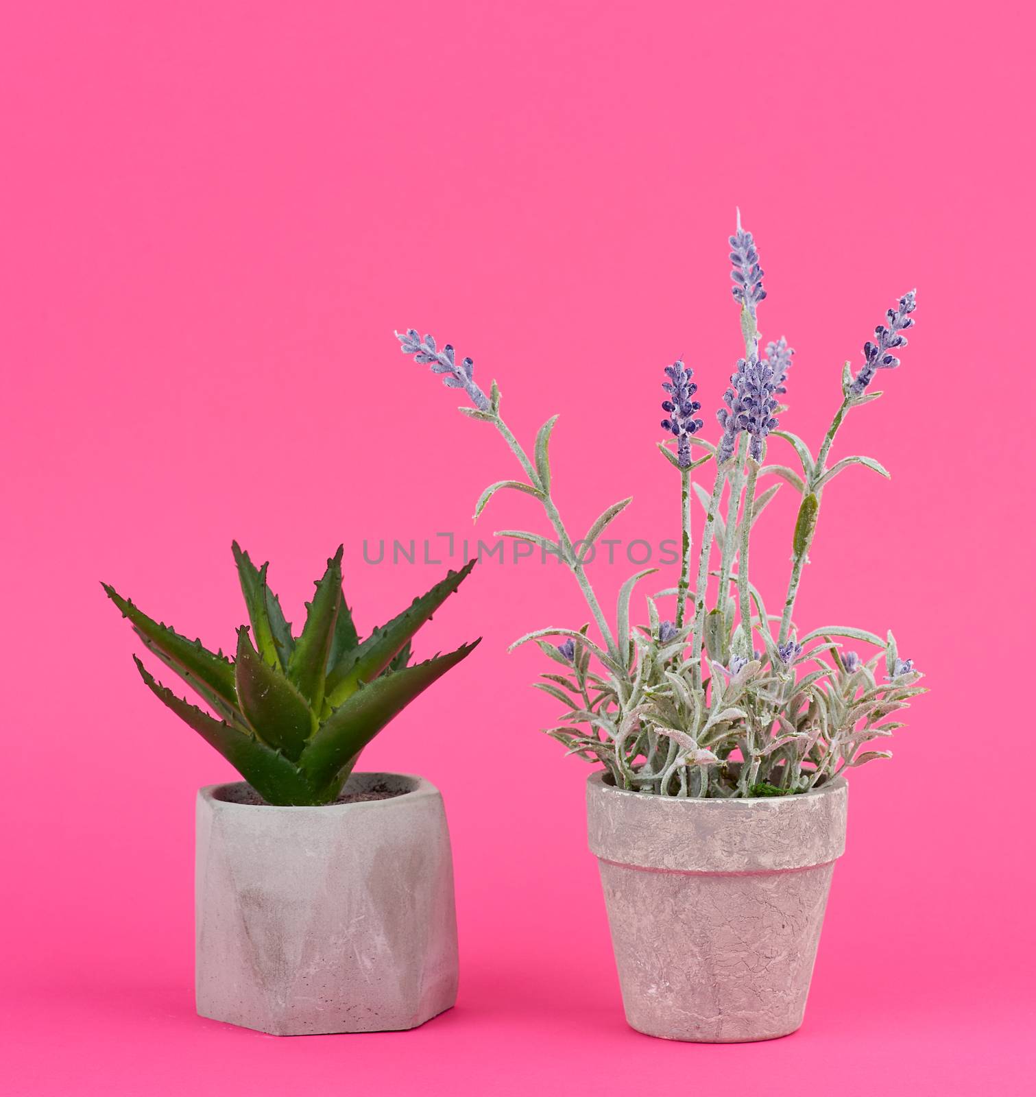 gray ceramic pot with a growing bush of lavender and aloe on a pink background