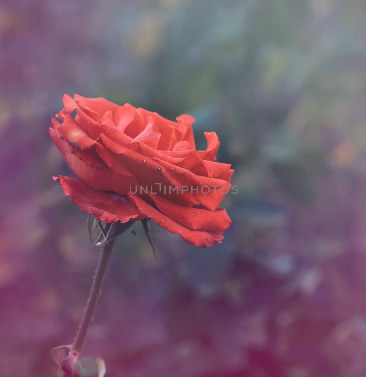 buds of pink blooming roses in the garden, green background by ndanko